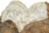 Fossil Ginkgo Leaf From North Dakota - Paleocene #234574-1
